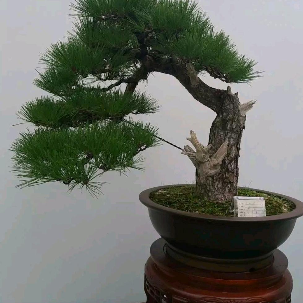 顺其自然好
