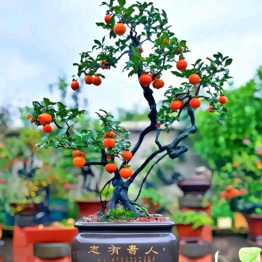 金弹子，亿顺盆景