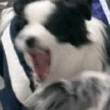 鲤鱼想变欧✨🌈☁🌱