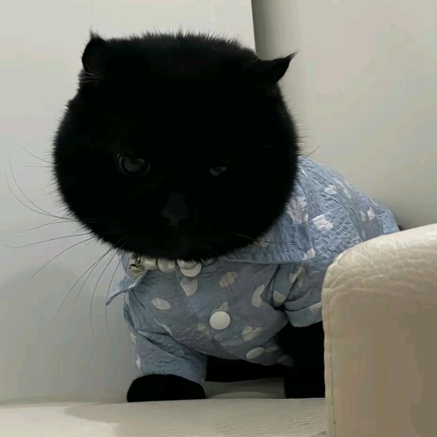 宸子Cz.