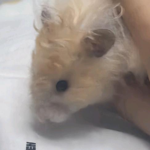 老鼠