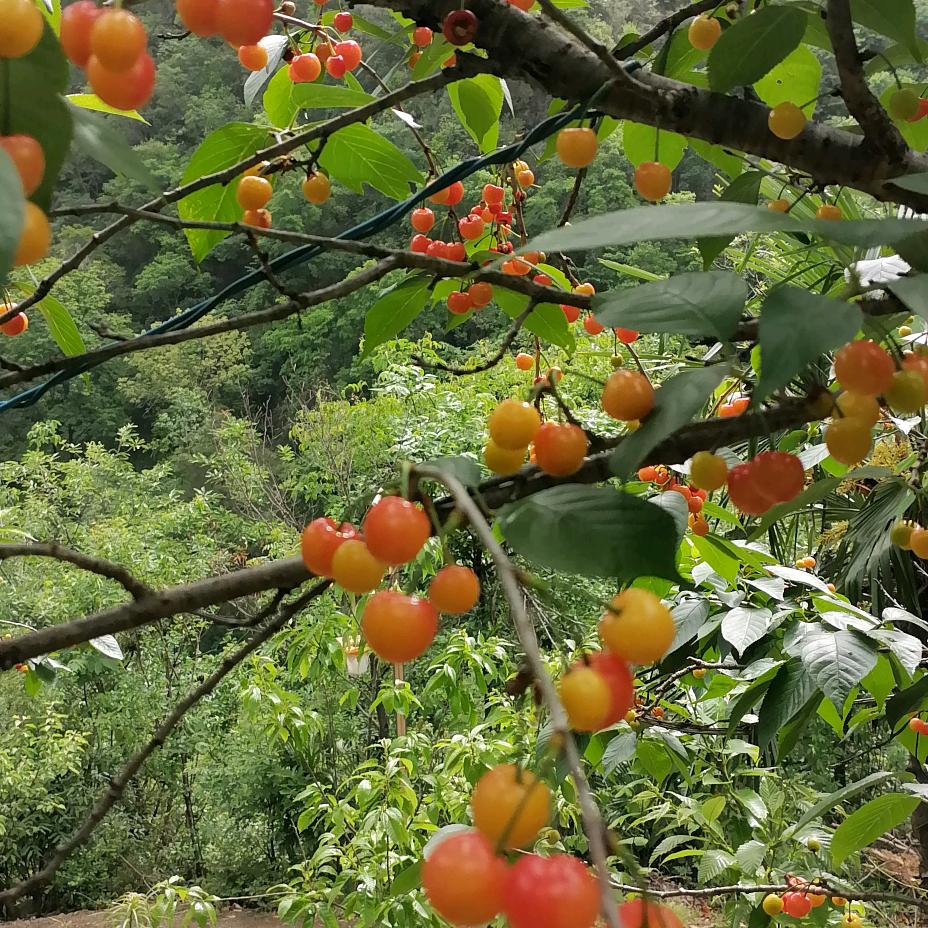 平淡是真