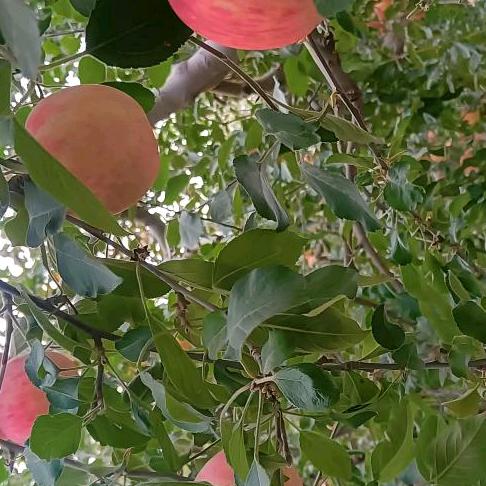 真心终究会喂狗。