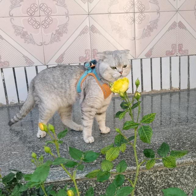 辣条的日常生活