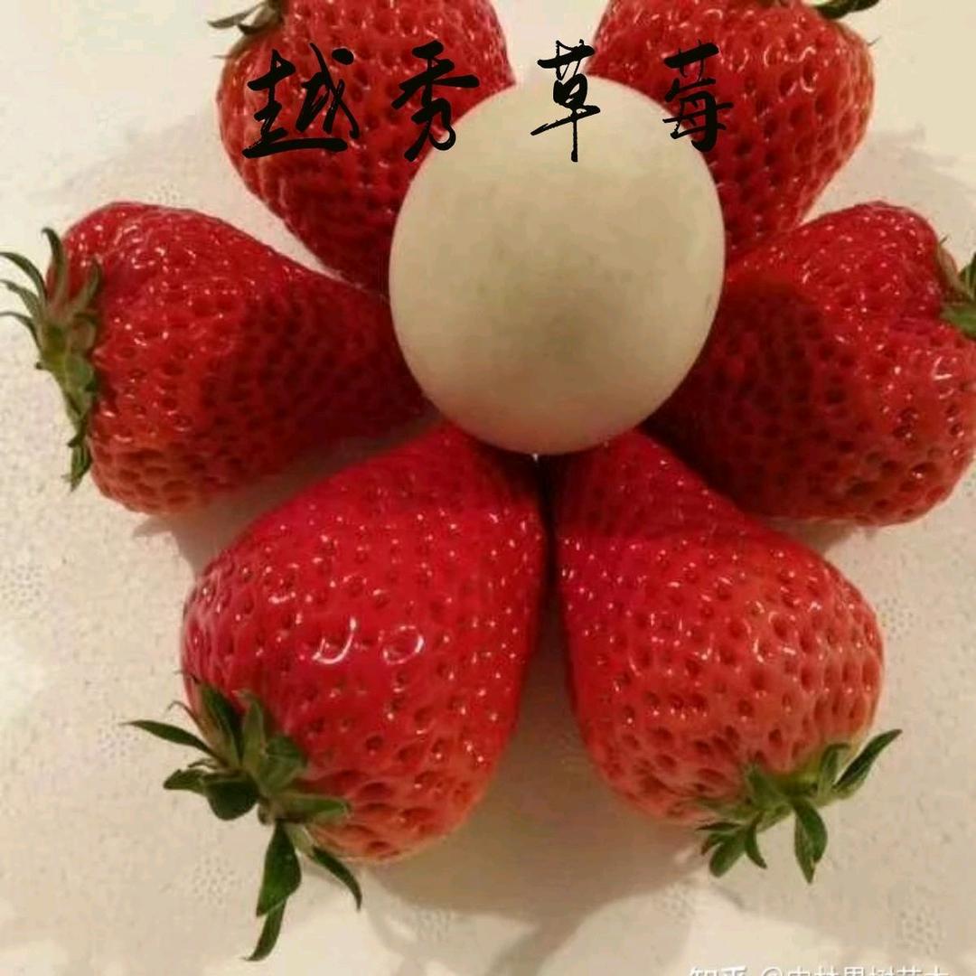 陈管