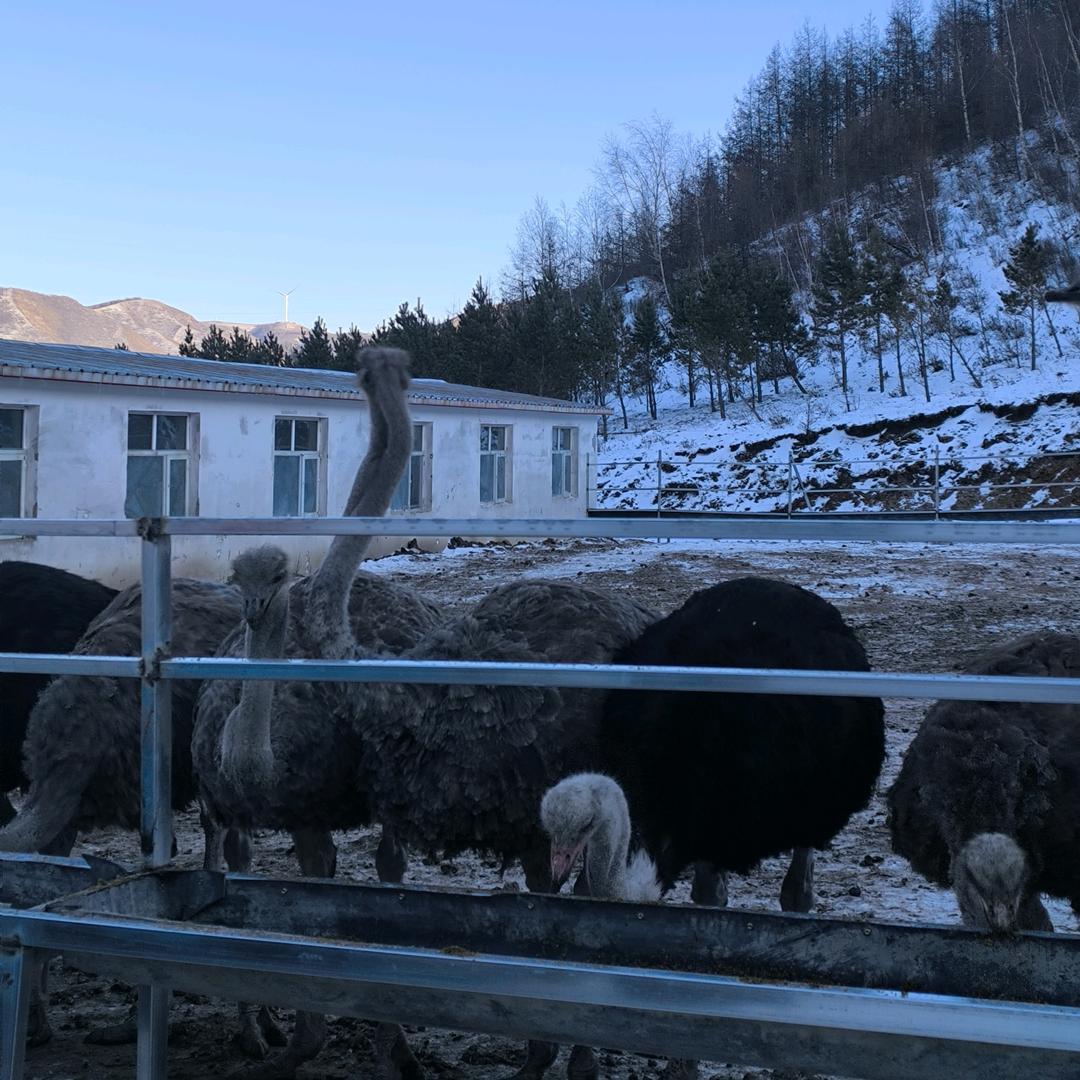 张家口双晟家庭农场鸵鸟养殖基地，徐总