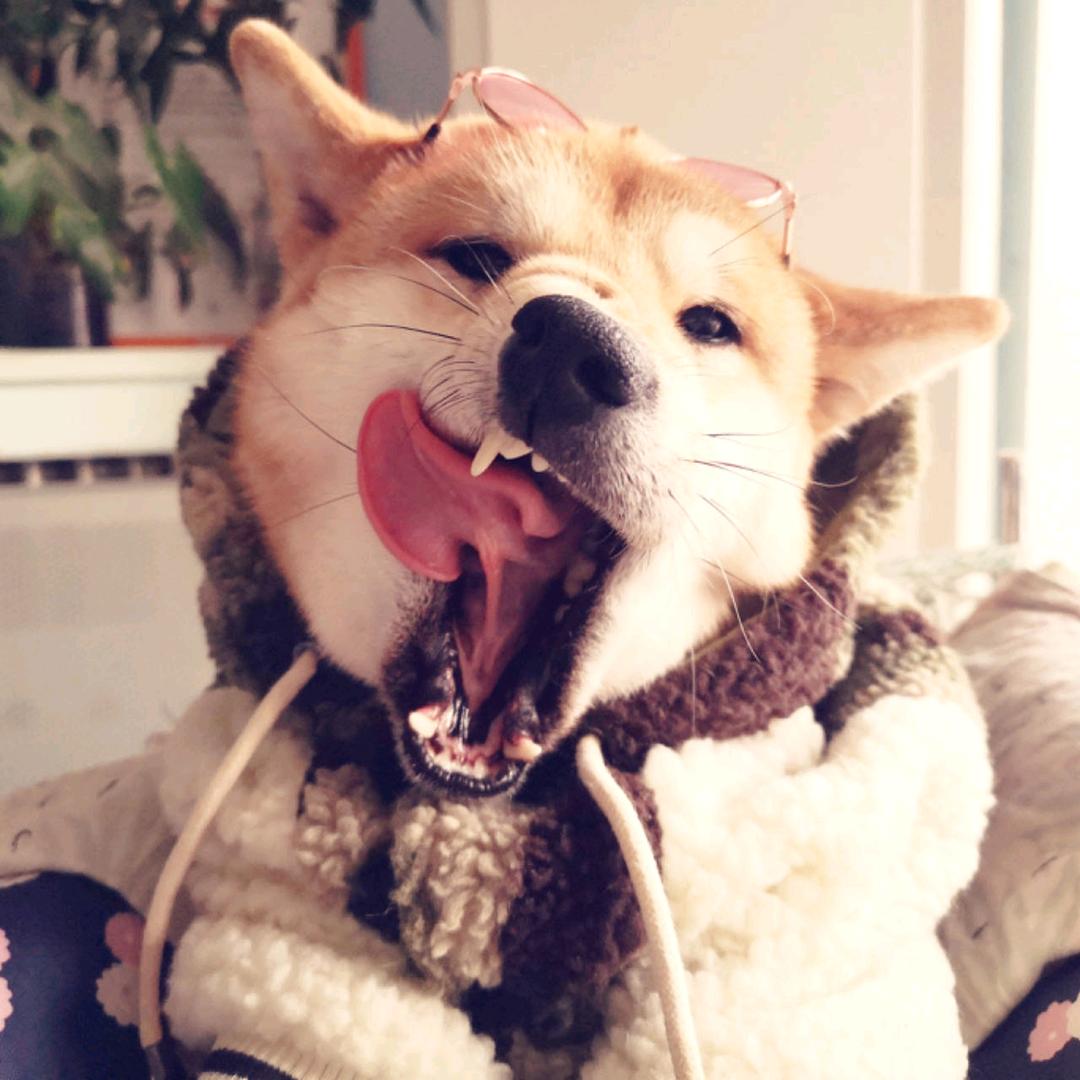 老吴家的招财猫