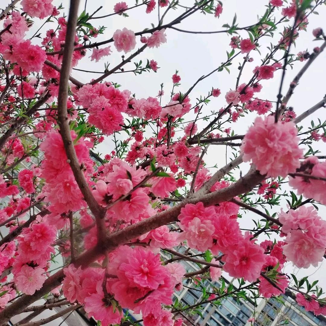 馨蓝
