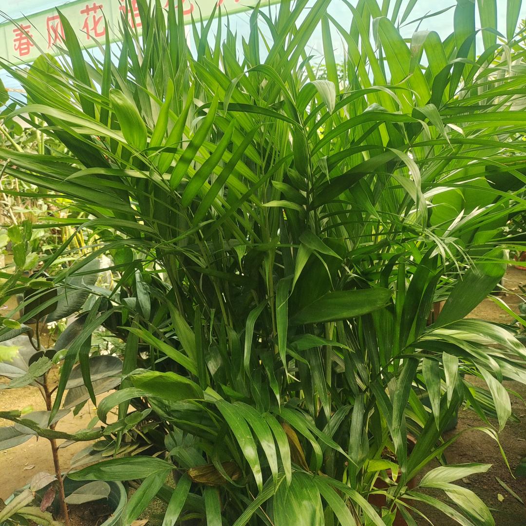 小浪漫