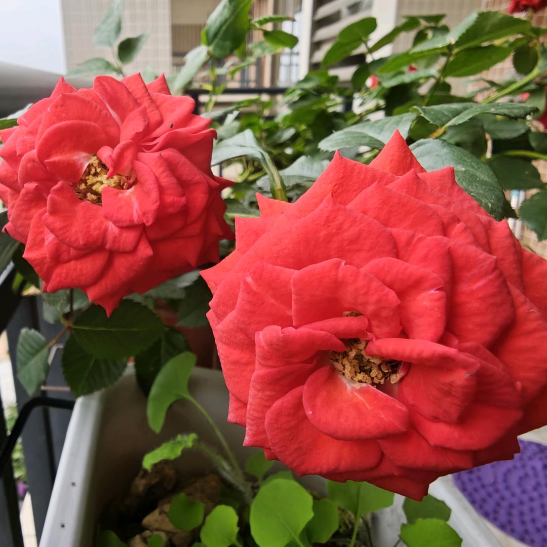 大大姐（橱窗上年货啦～！）