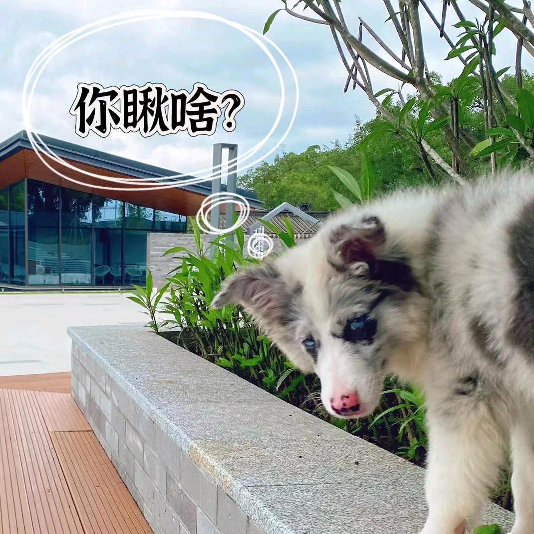 茶理茶行