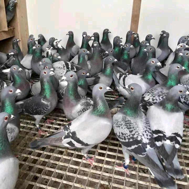 需要鸽子的话联系