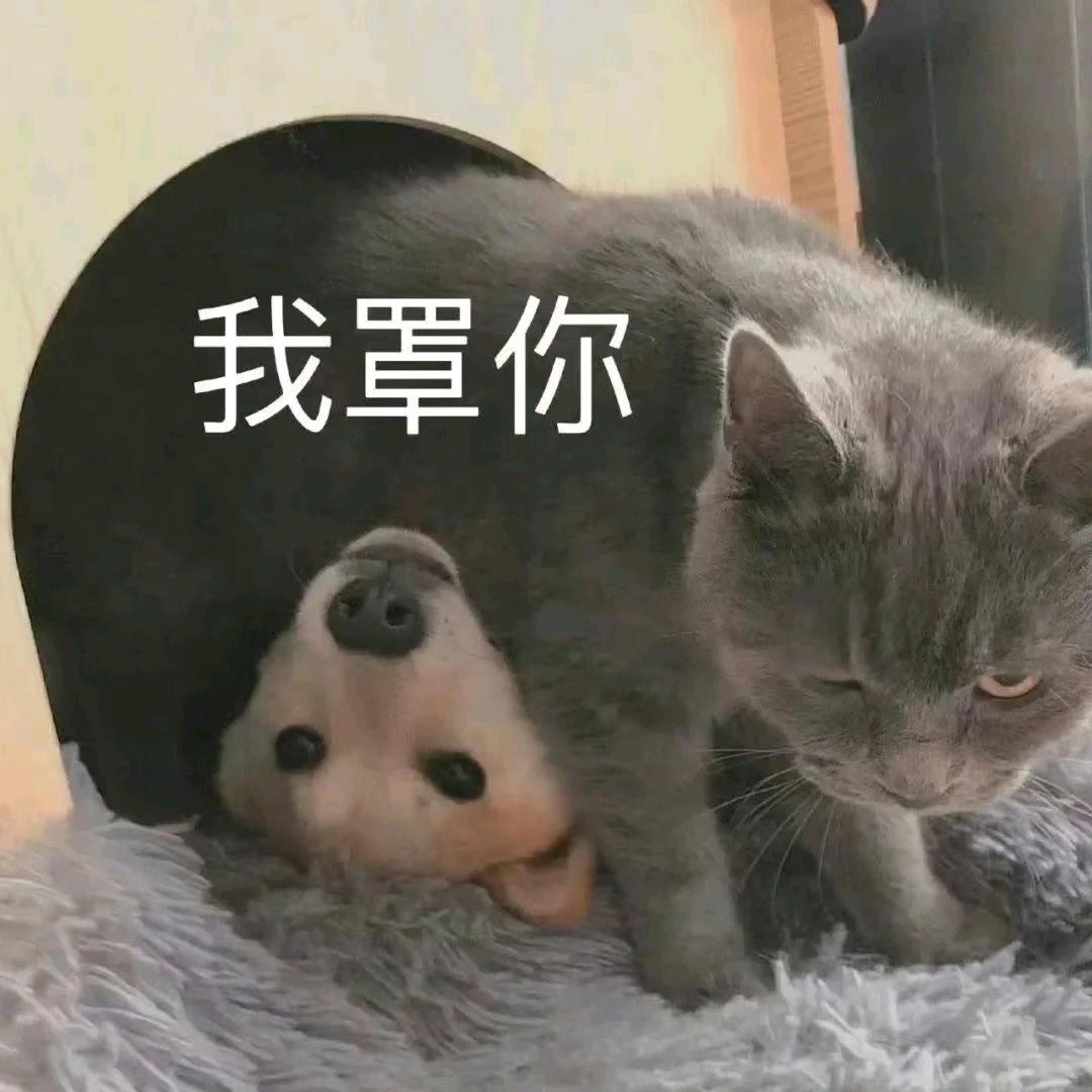 孟德尔.w