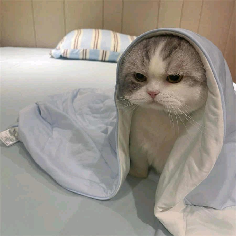 胖仔仔