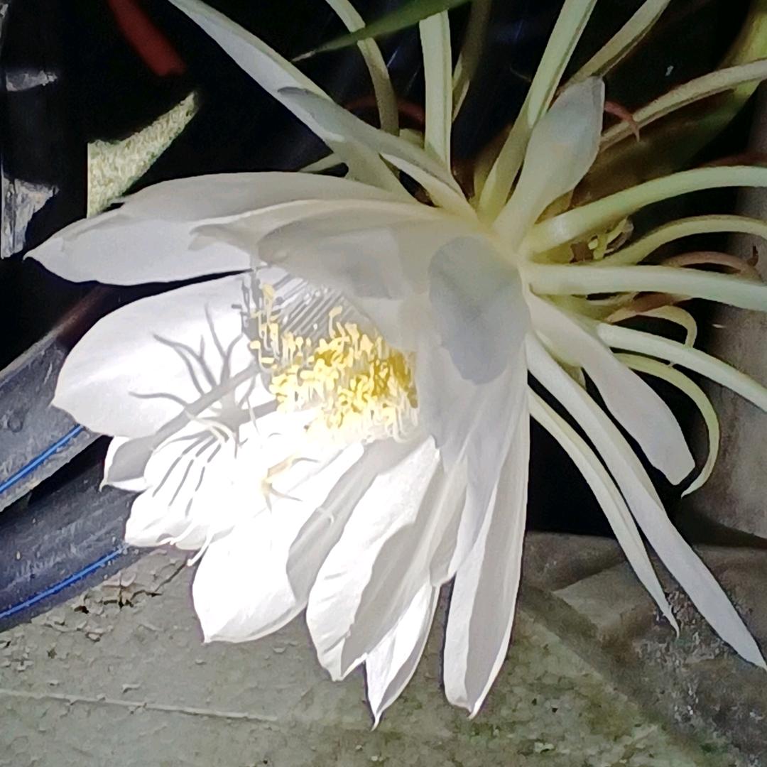 花拓野花艺坊