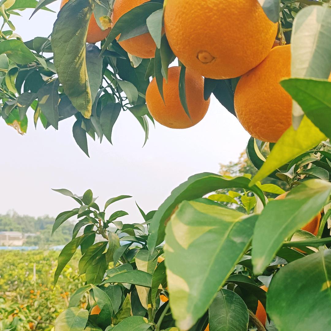 蜀韵佰鲜供应链