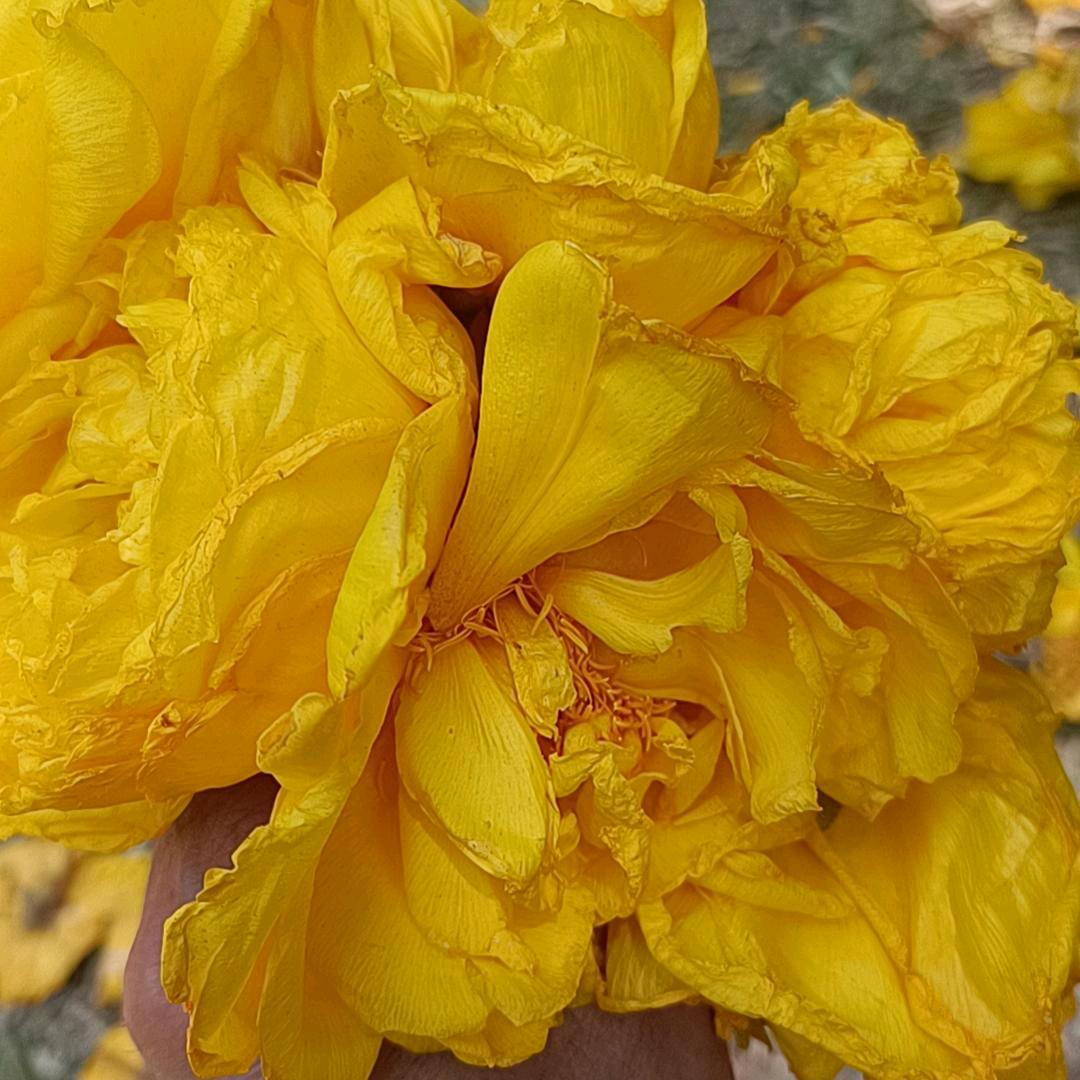 俄