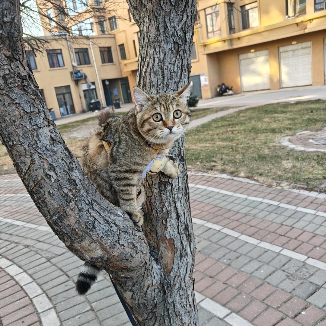 米诺是只小馋猫