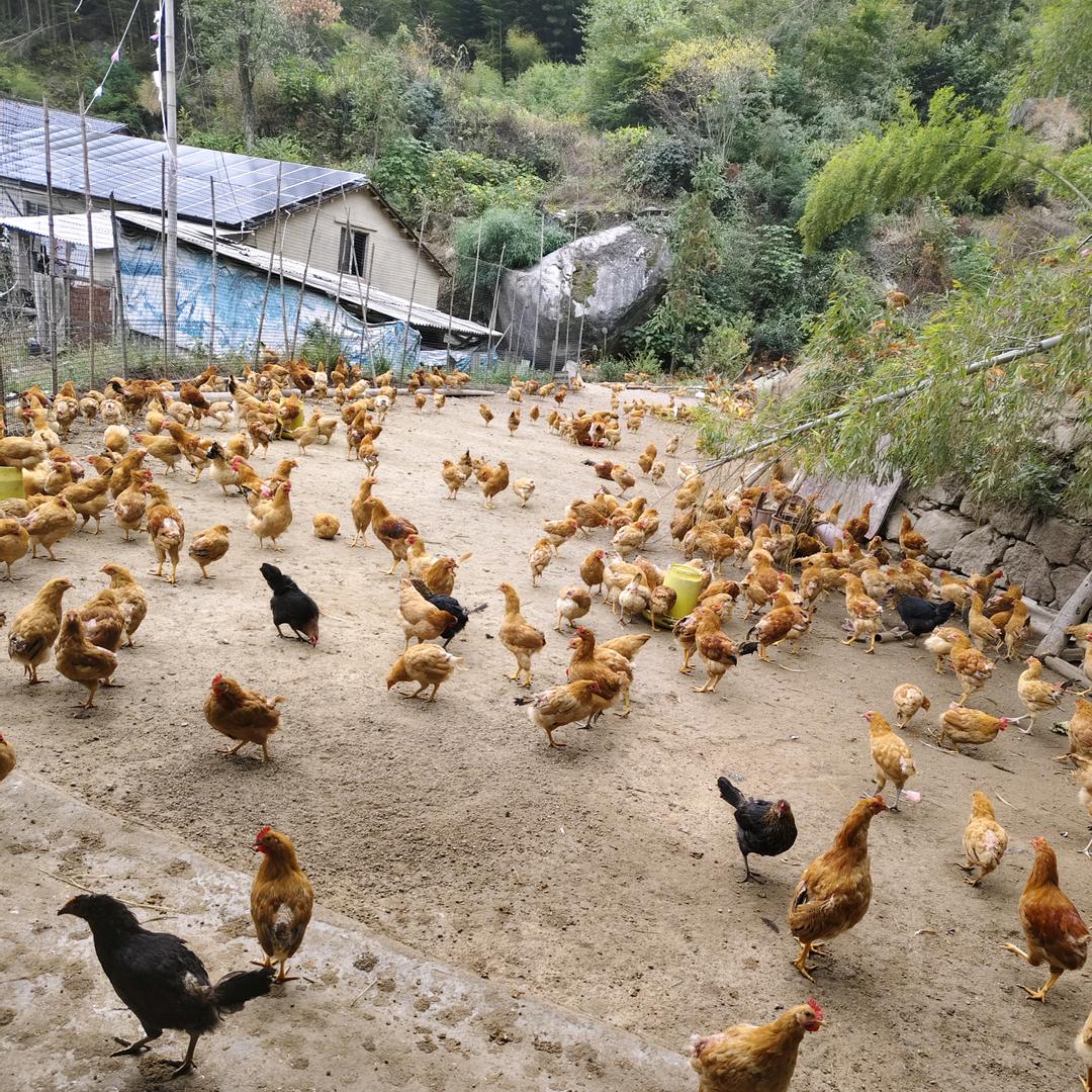 山林散养佳养郝鸡