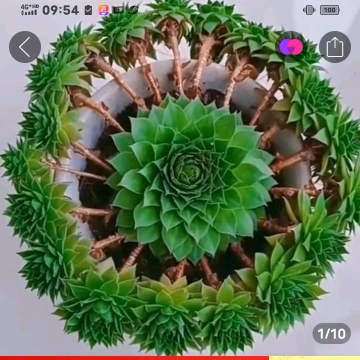 玉树