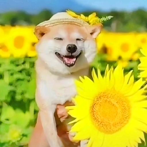 一朵莲花