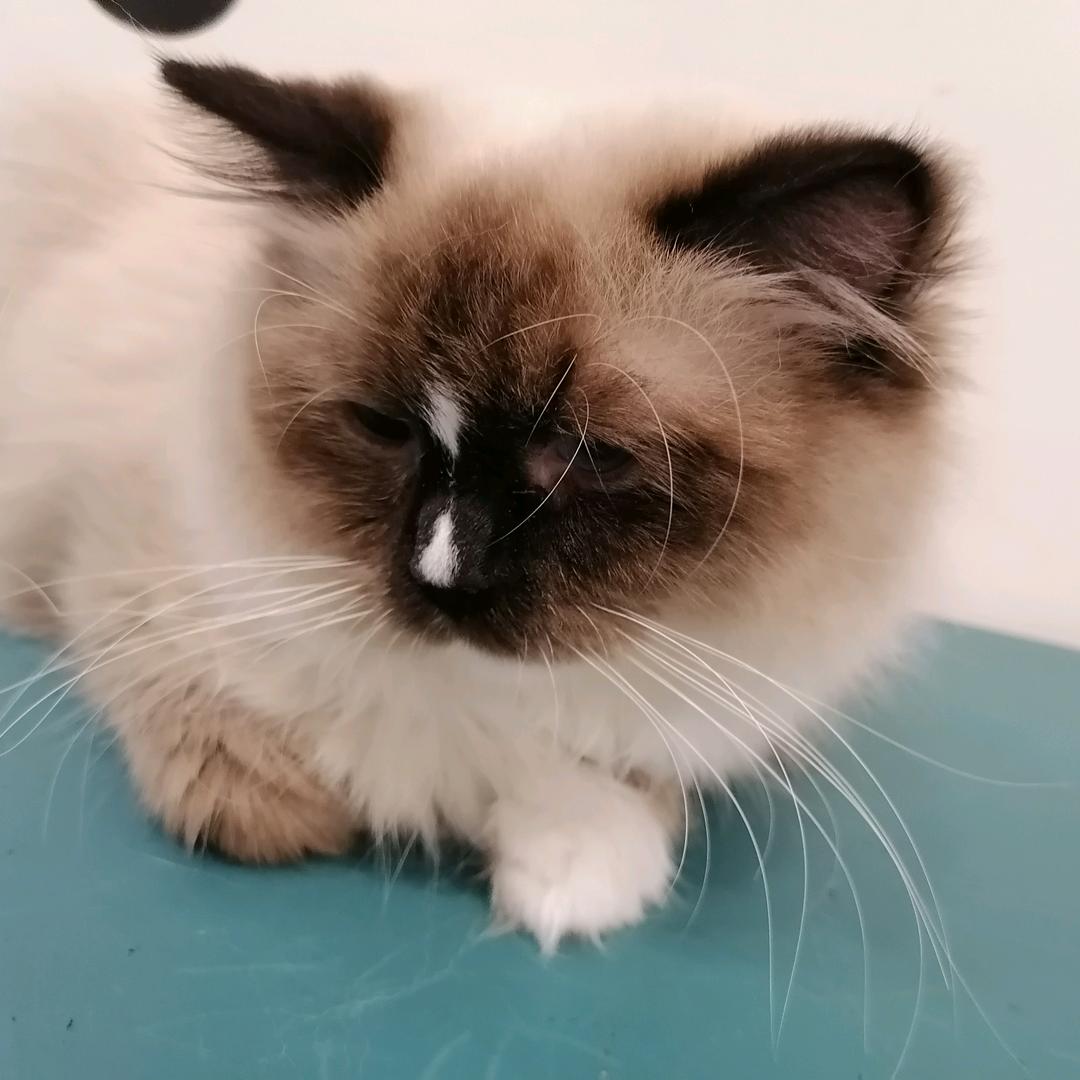 冒牌熊猫头像