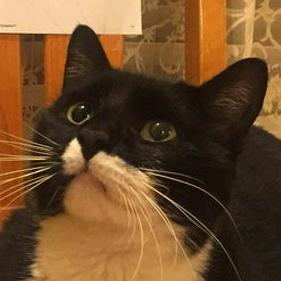 cake_糕蛋（开学中~）🔰