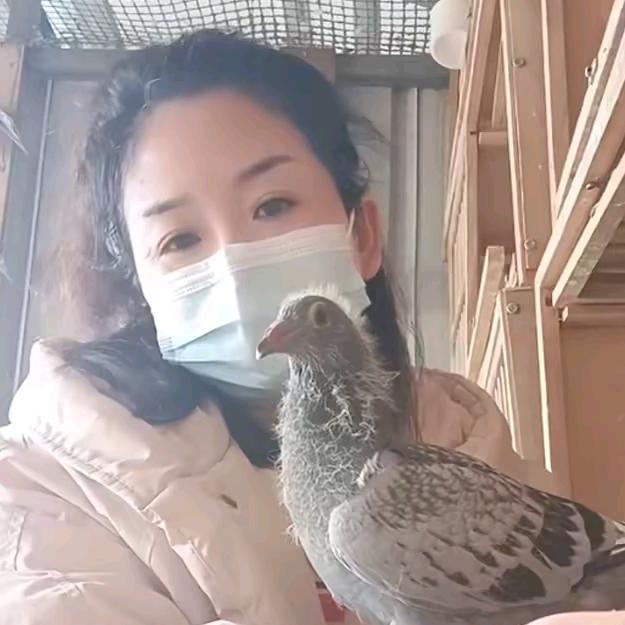 记录我的爱鸽