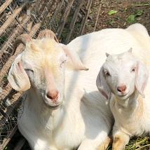 玲珑塔（闭关版）