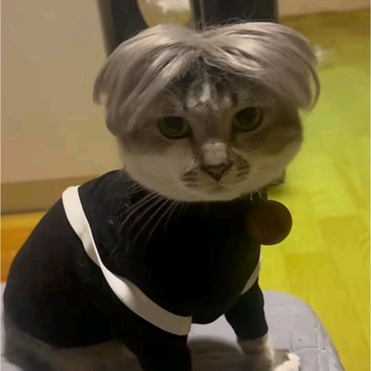辉总