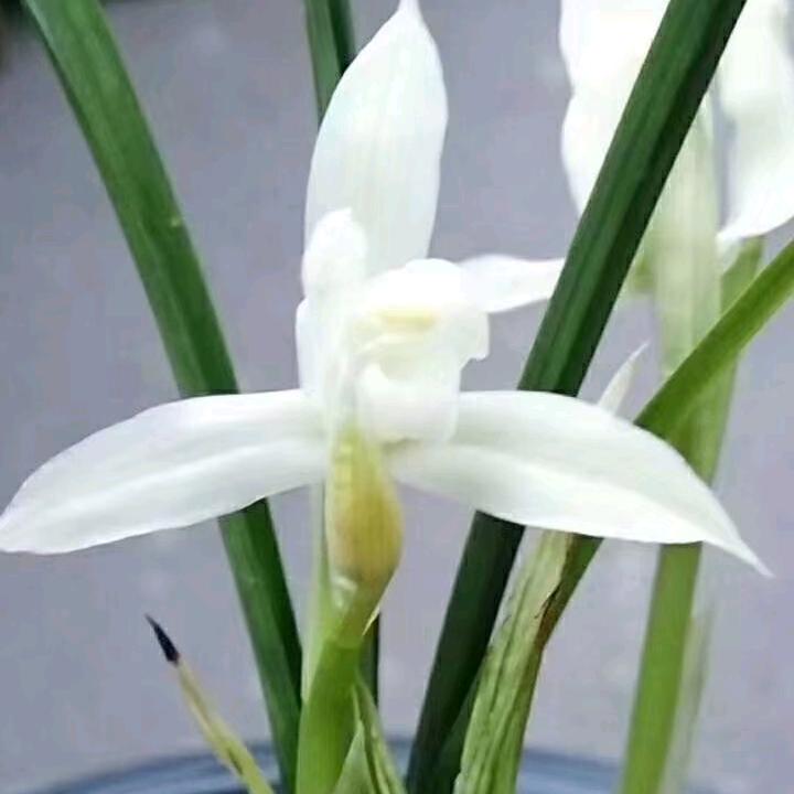 以兰花为友