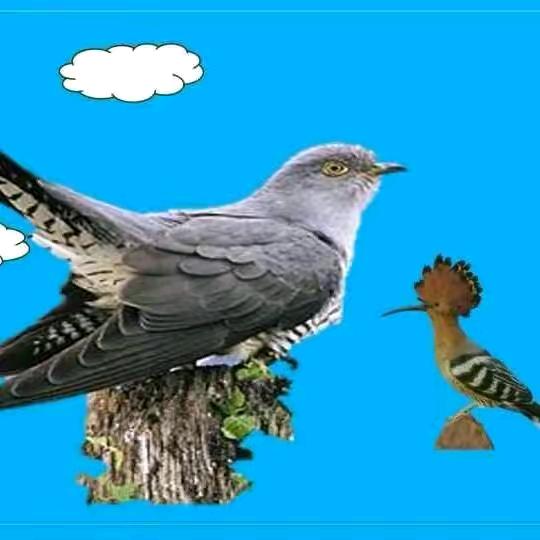 康巴🌲邓🕊平🌲