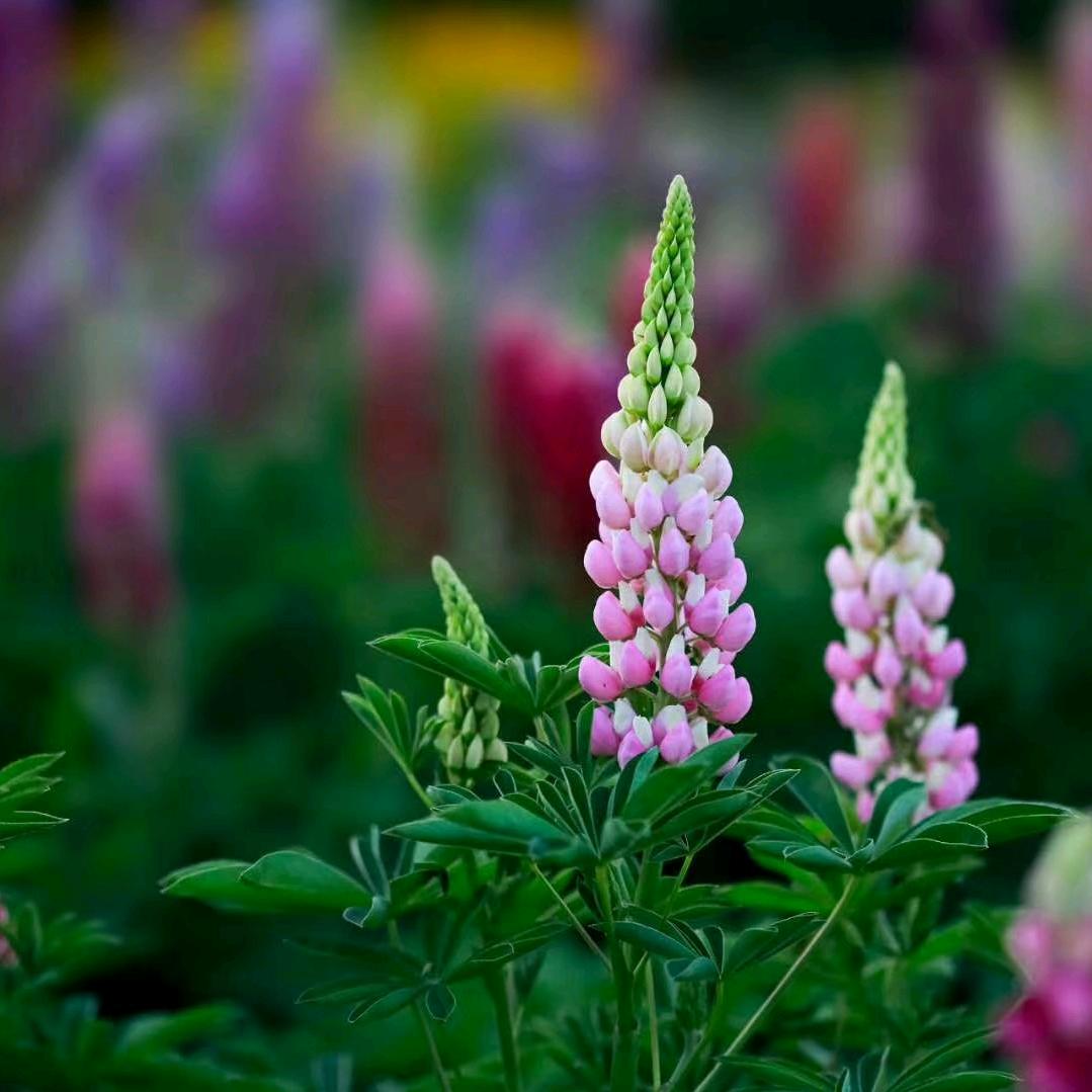 福（手机摄影）