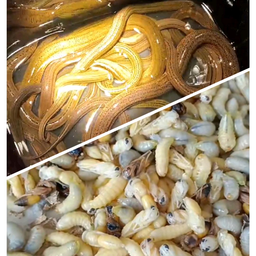 叁脚猫