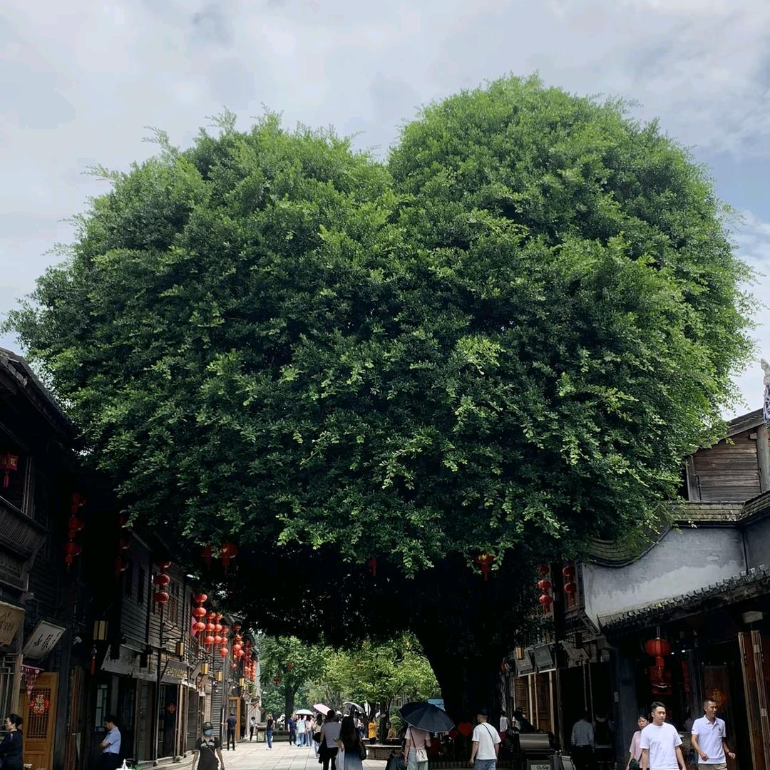 豆蔻年华