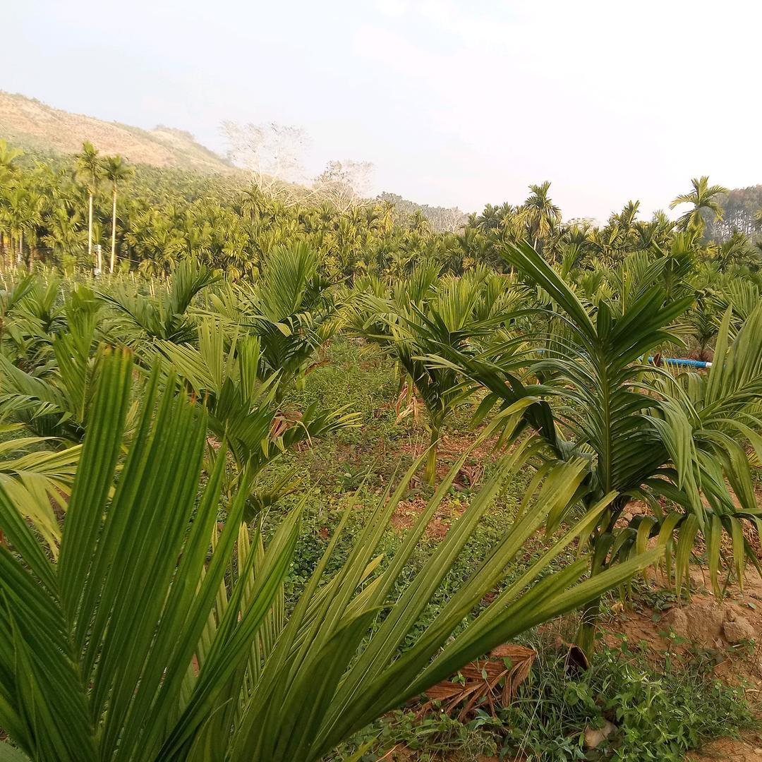 阿珍我是槟榔哥