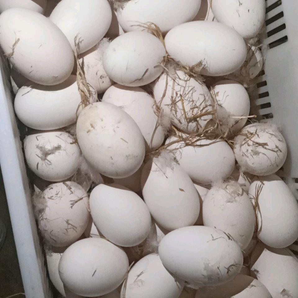 新鲜鹅蛋批发