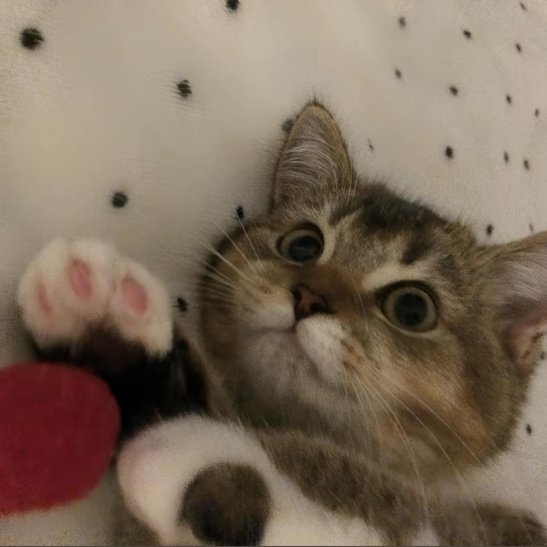 叶一旬（有福气版）