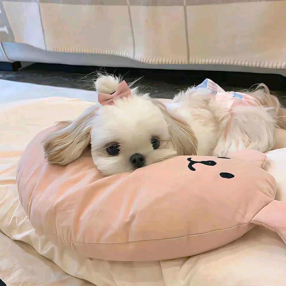 hihi小鱼
