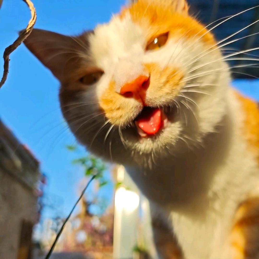 刺猬ii