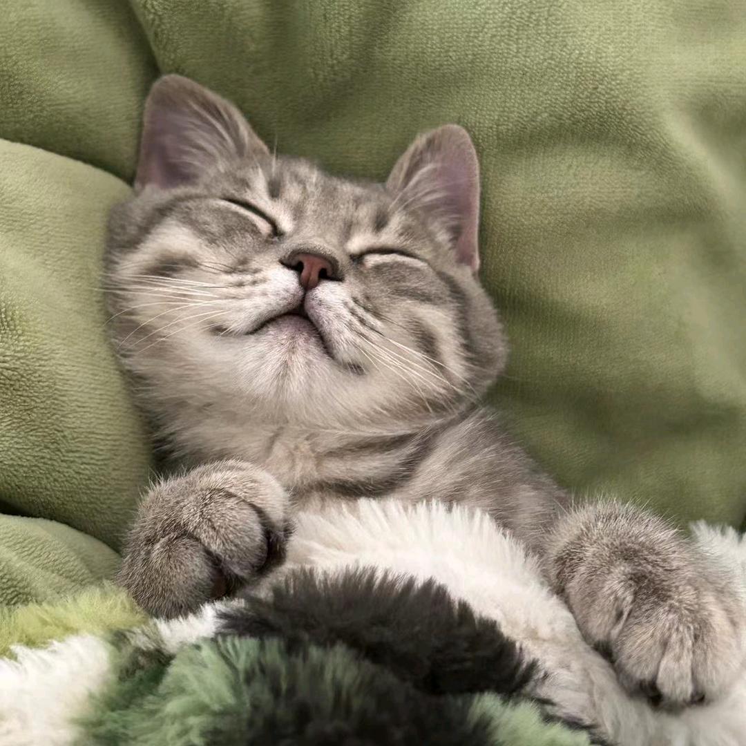 咕噜是只喵🎤🐈