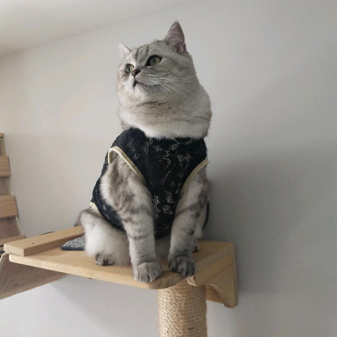 🐱