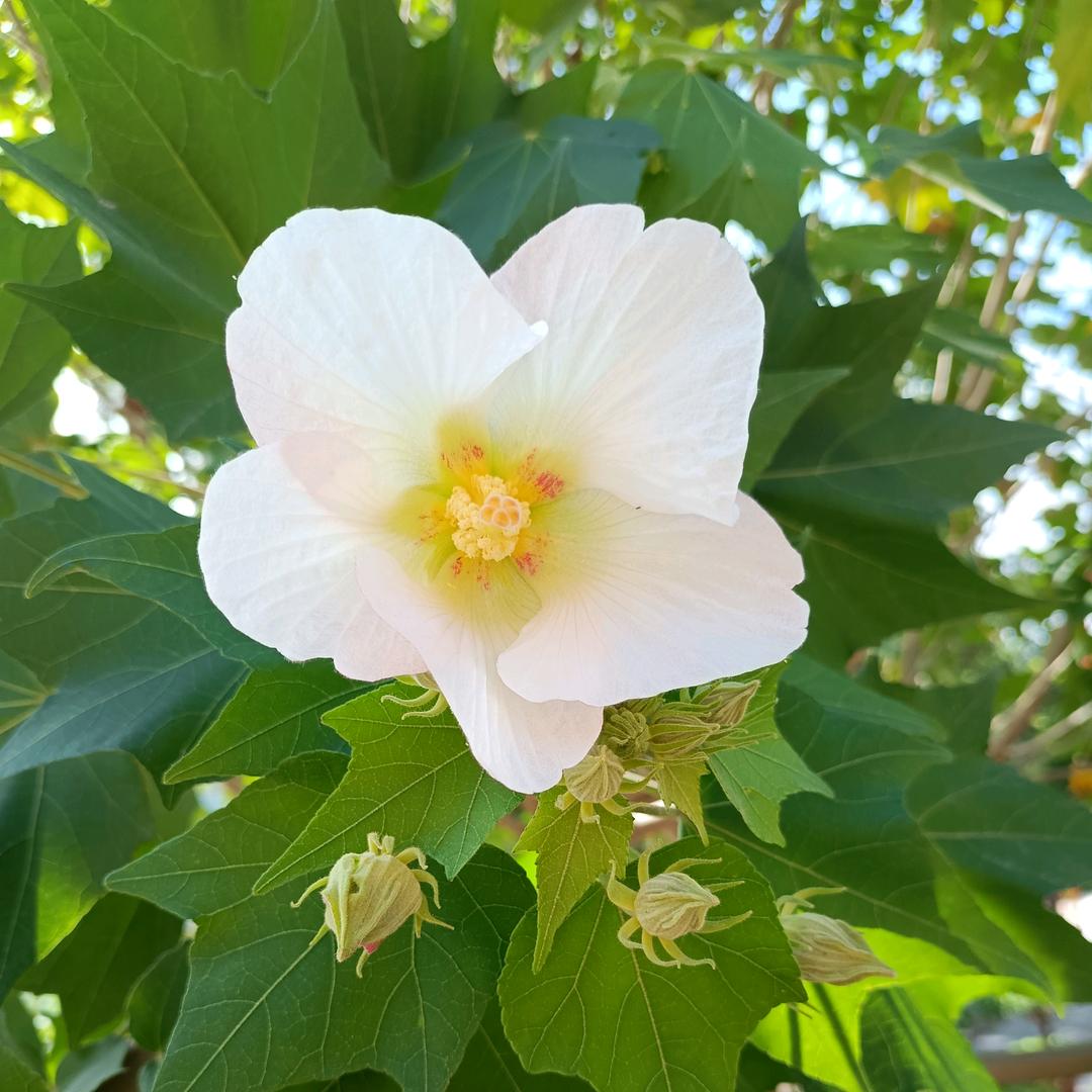 用心生活的云🐰