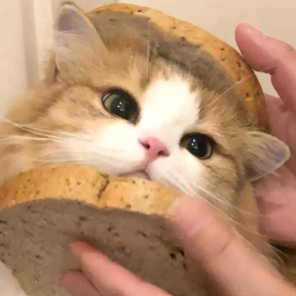 猫猫教教主主