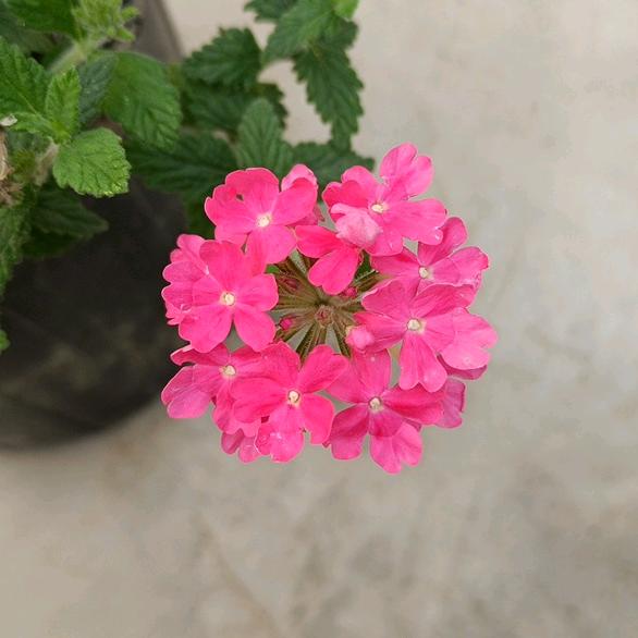 花神美境
