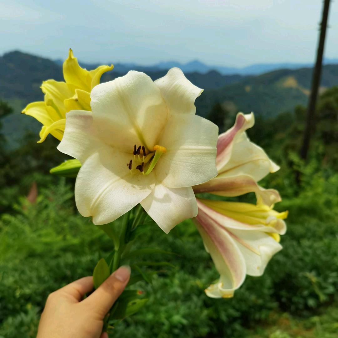 二菇凉