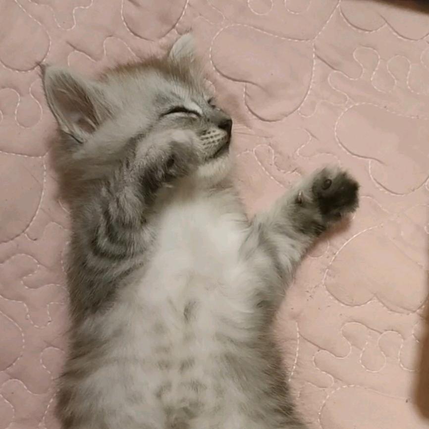 嘟嘟是只猫