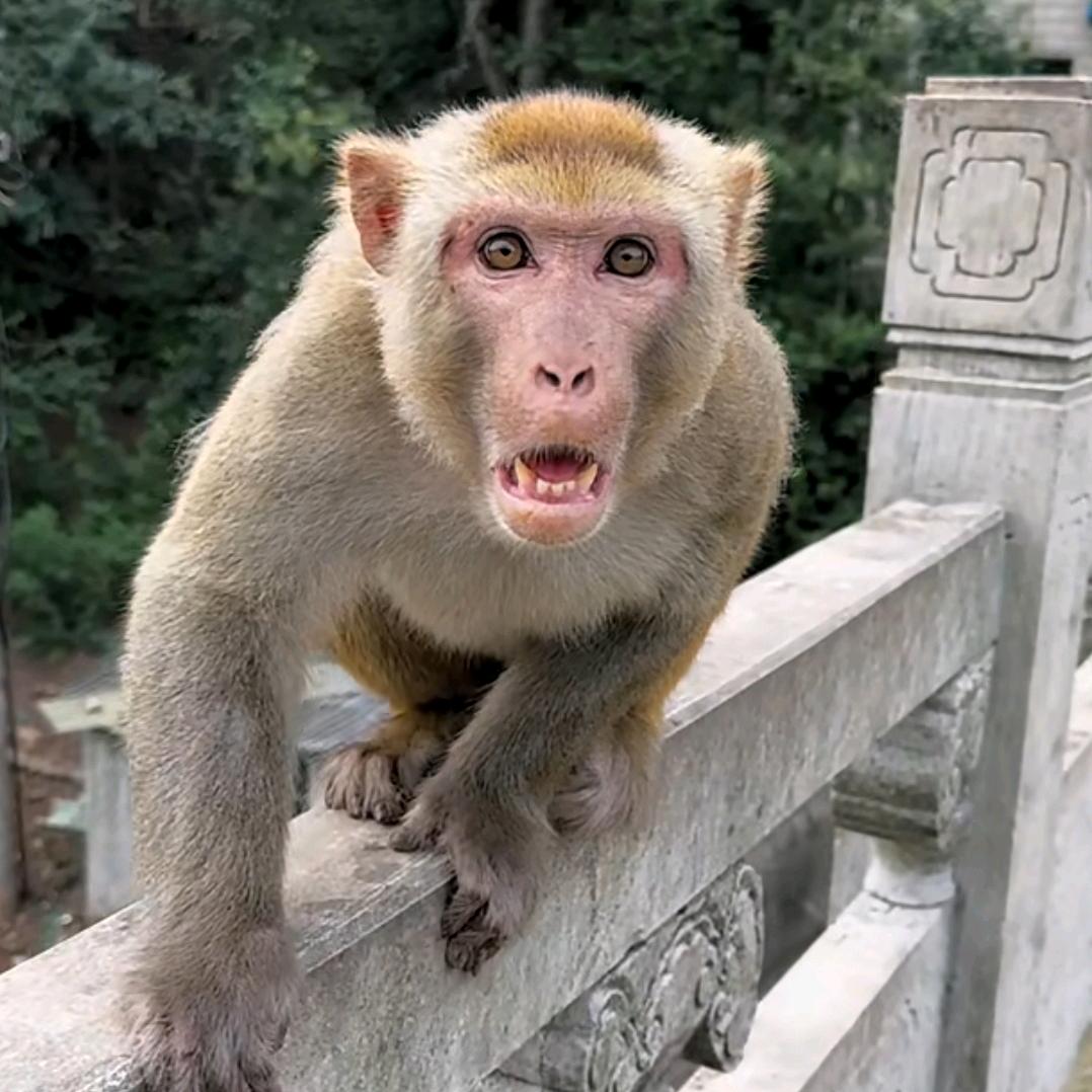 小明