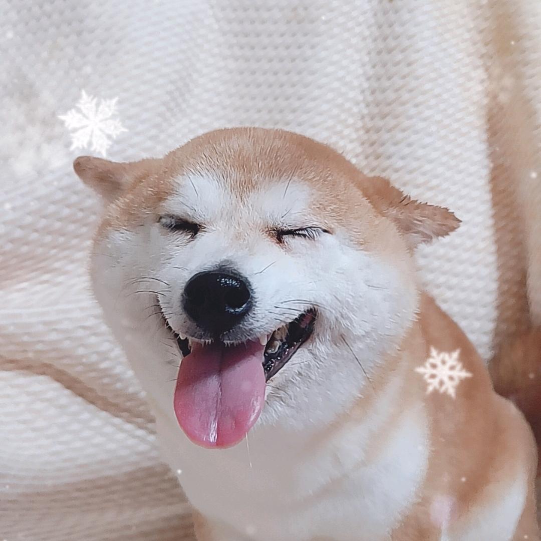 治愈修狗狗