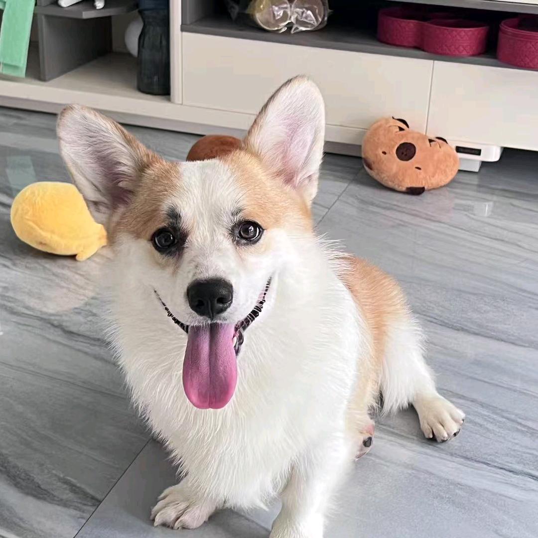 淄博爱熙柯基犬舍